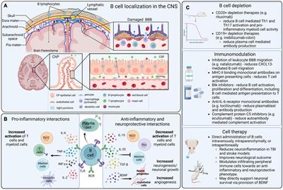 Intruders or protectors – the multifaceted role of B cells in CNS disorders